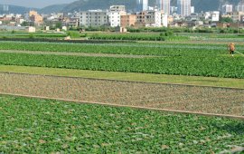 咸阳蔬菜基地